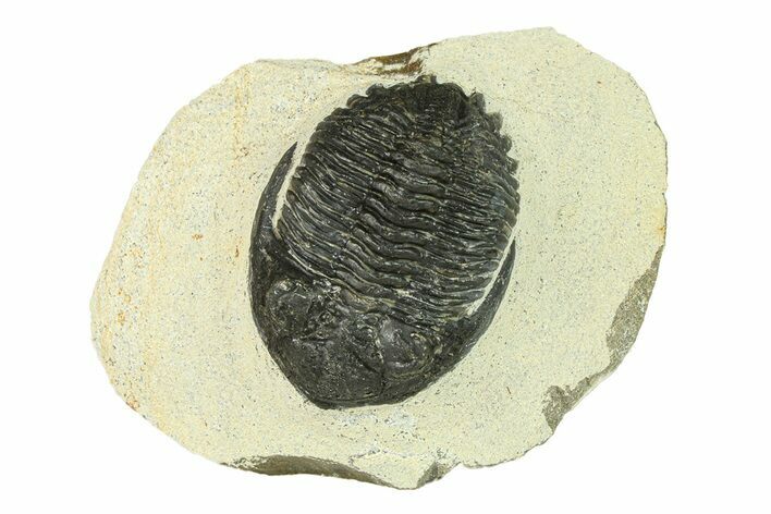 Bargain, Hollardops Trilobite Fossil - Ofaten, Morocco #287473